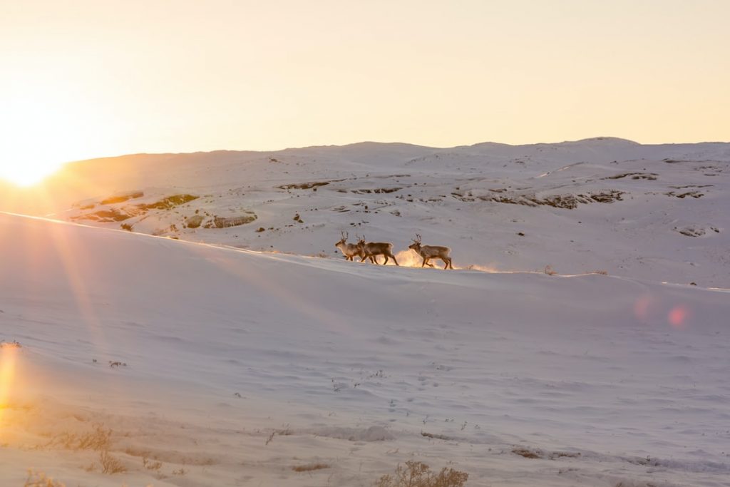 Kangerlussuaq – Groenland : 10 choses amusantes et uniques à faire